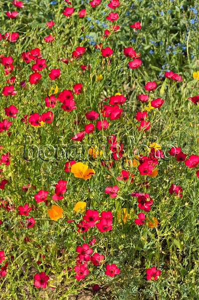 511150 - Lin à grandes fleurs (Linum grandiflorum 'Rubrum') et pavot de Californie (Eschscholzia californica)
