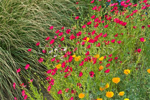 511151 - Lin à grandes fleurs (Linum grandiflorum 'Rubrum') et pavot de Californie (Eschscholzia californica)