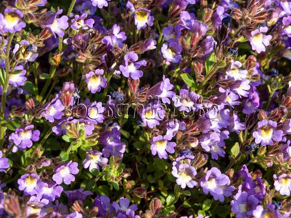 425090 - Linaire à feuilles d'origan (Chaenorhinum origanifolium 'Blue Dream')