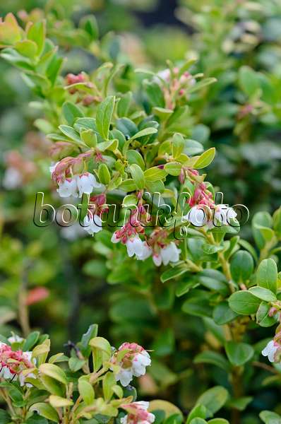 547010 - Lingonberry (Vaccinium vitis-idaea)