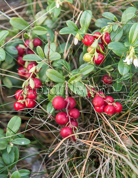 651557 - Lingonberry (Vaccinium vitis-idaea)