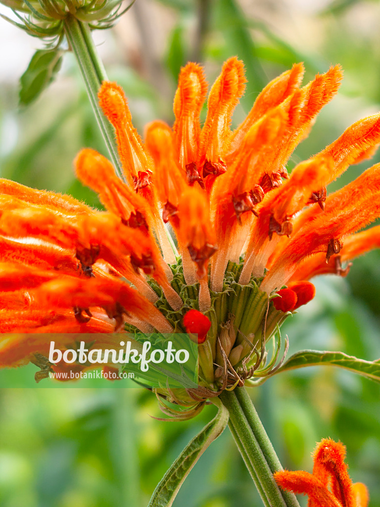 417029 - Lion's ear (Leonotis leonurus)