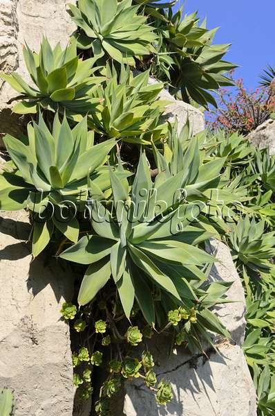 533085 - Lion's tail (Agave attenuata)