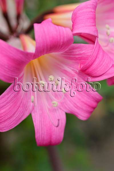 488025 - Lis belladone (Amaryllis belladonna)