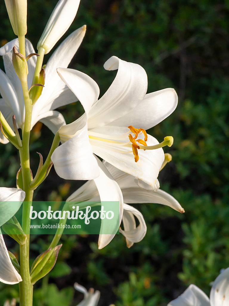 461169 - Lis de la Madone (Lilium candidum)