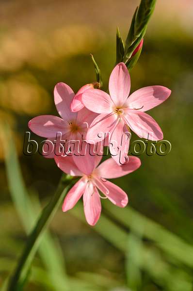 525278 - Lis des Cafres (Hesperantha coccinea 'Rosea' syn. Schizostylis coccinea 'Rosea')