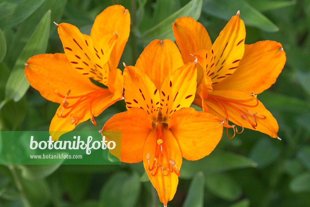 608145 - Lis des Incas (Alstroemeria ligtu)