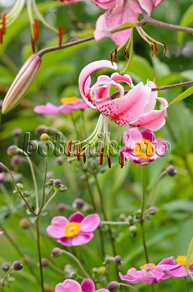 535093 - Lis oriental (Lilium speciosum 'Rubrum') et anémone du Japon (Anemone hupehensis var. japonica)