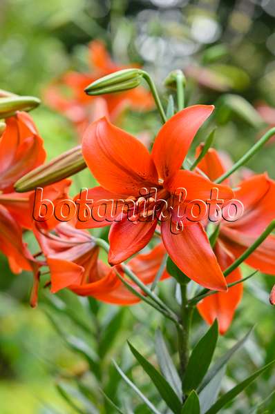 522038 - Lis tigré (Lilium lancifolium 'Red Twinkle' syn. Lilium tigrinum 'Red Twinkle')