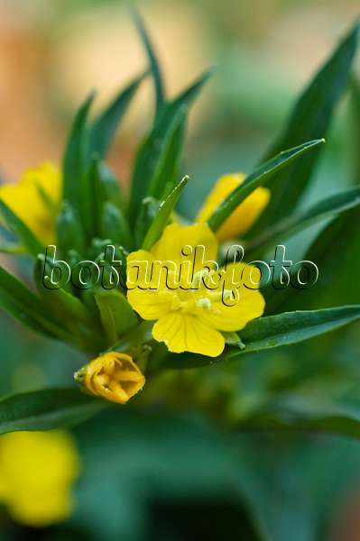 513064 - Little evening primrose (Oenothera perennis)
