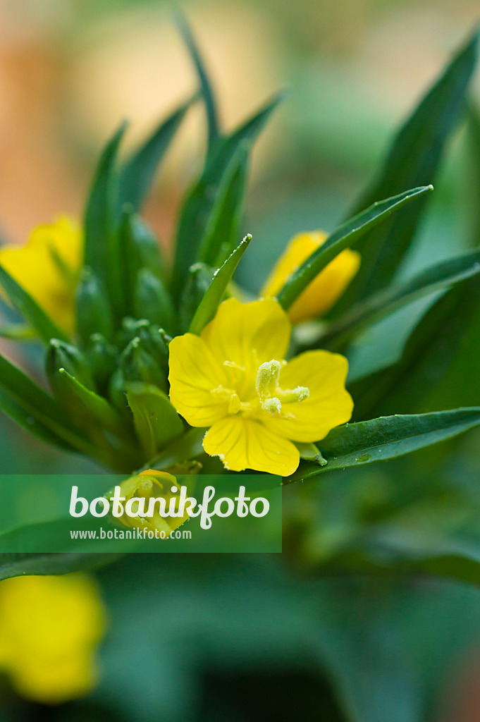 513064 - Little evening primrose (Oenothera perennis)