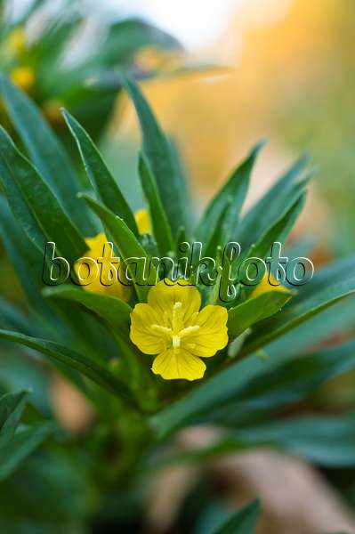 513065 - Little evening primrose (Oenothera perennis)