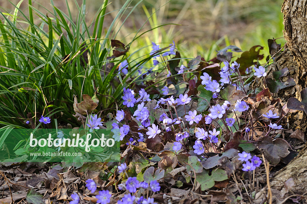 470040 - Liverwort (Hepatica nobilis)