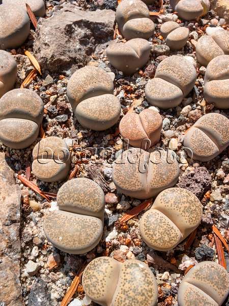 403058 - Living stones (Lithops localis) in a gravel bed
