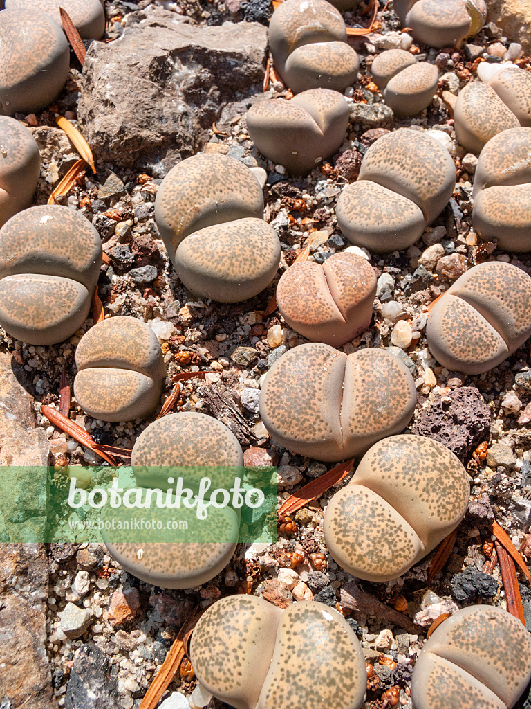 403058 - Living stones (Lithops localis) in a gravel bed