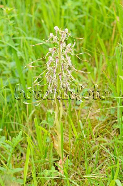 557064 - Lizard orchid (Himantoglossum hircinum)