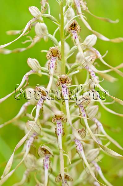 557065 - Lizard orchid (Himantoglossum hircinum)