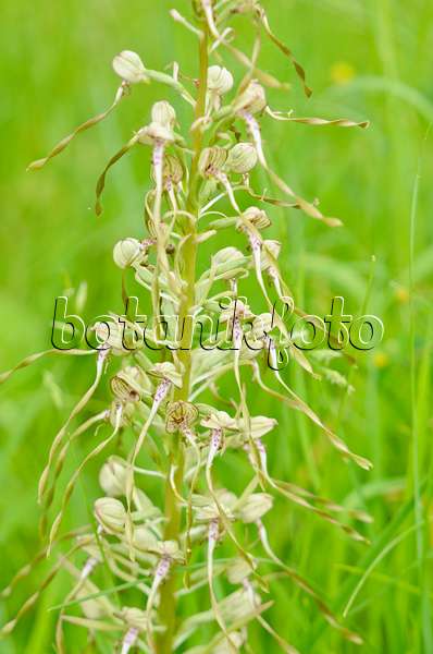 557066 - Lizard orchid (Himantoglossum hircinum)