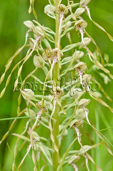 557067 - Lizard orchid (Himantoglossum hircinum)