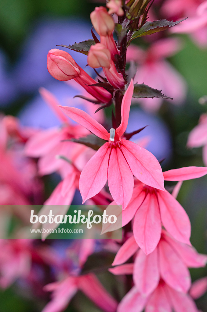 523242 - Lobelia (Lobelia x speciosa 'Fan Salmon')