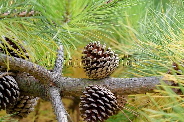593159 - Loblolly pine (Pinus taeda var. rigida)