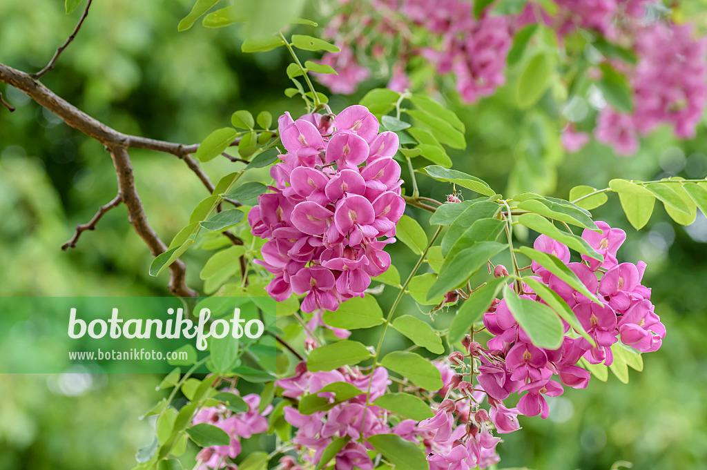 593190 - Locust (Robinia x slavinii 'Casque Rouge' syn. Robinia x margaretta 'Casque Rouge')