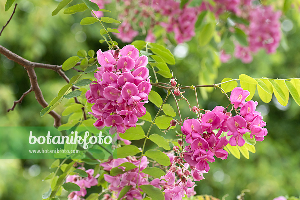 616327 - Locust (Robinia x slavinii 'Casque Rouge' syn. Robinia x margaretta 'Casque Rouge')