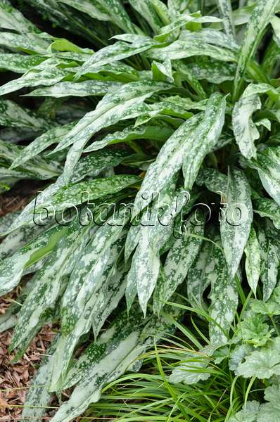 535211 - Long-leaved lungwort (Pulmonaria longifolia subsp. cevennensis)