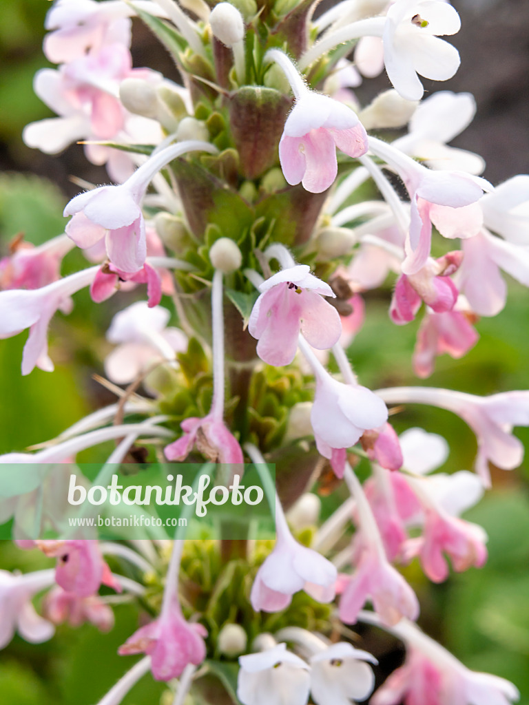 439006 - Long-leaved whorl flower (Morina longifolia)