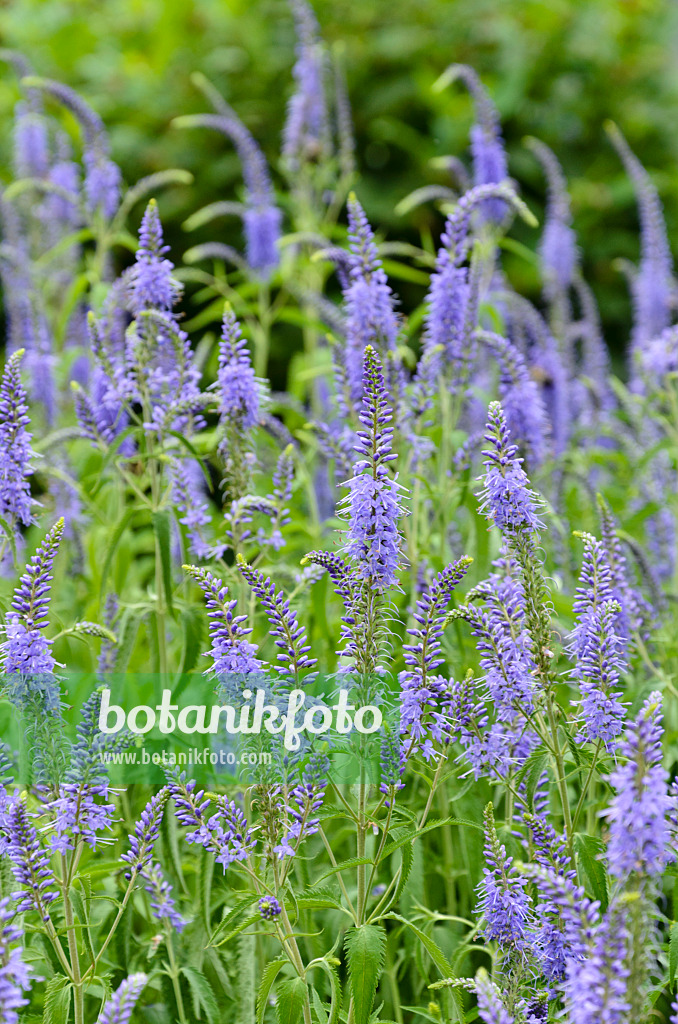 497319 - Longleaf speedwell (Pseudolysimachion longifolium syn. Veronica longifolia)