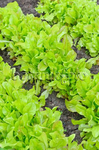 485056 - Loose-leaf lettuce (Lactuca sativa var. crispa)