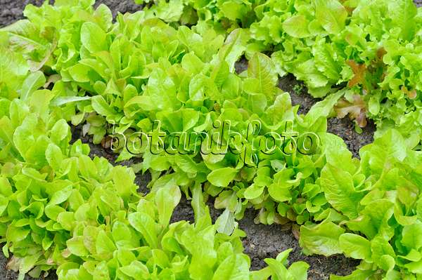 485057 - Loose-leaf lettuce (Lactuca sativa var. crispa)
