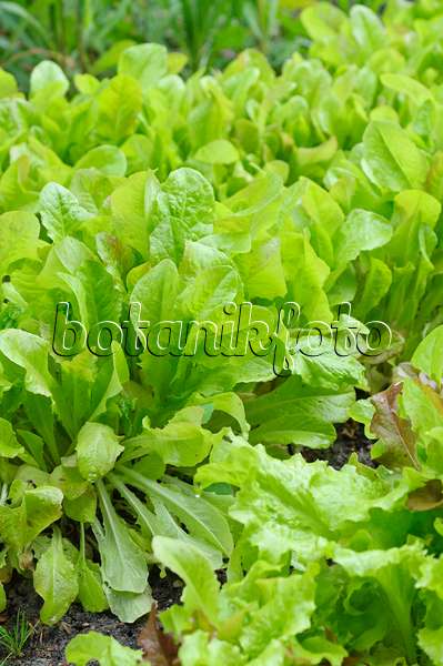 485058 - Loose-leaf lettuce (Lactuca sativa var. crispa)