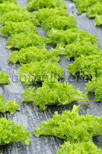 497071 - Loose-leaf lettuce (Lactuca sativa var. crispa 'Lollo Bionda Levistro') on mulch foil