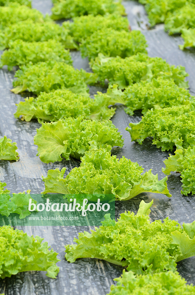 497071 - Loose-leaf lettuce (Lactuca sativa var. crispa 'Lollo Bionda Levistro') on mulch foil