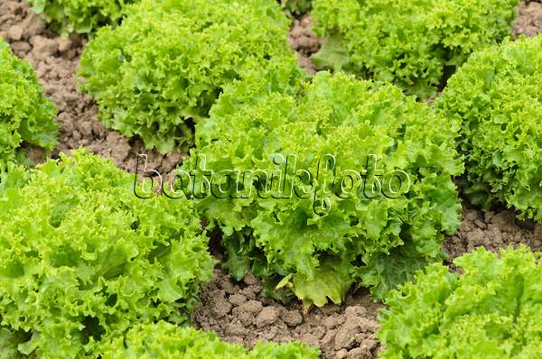 497076 - Loose-leaf lettuce (Lactuca sativa var. crispa 'Lollo Bionda Aleppo')