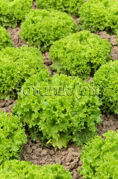 497077 - Loose-leaf lettuce (Lactuca sativa var. crispa 'Lollo Bionda Aleppo')