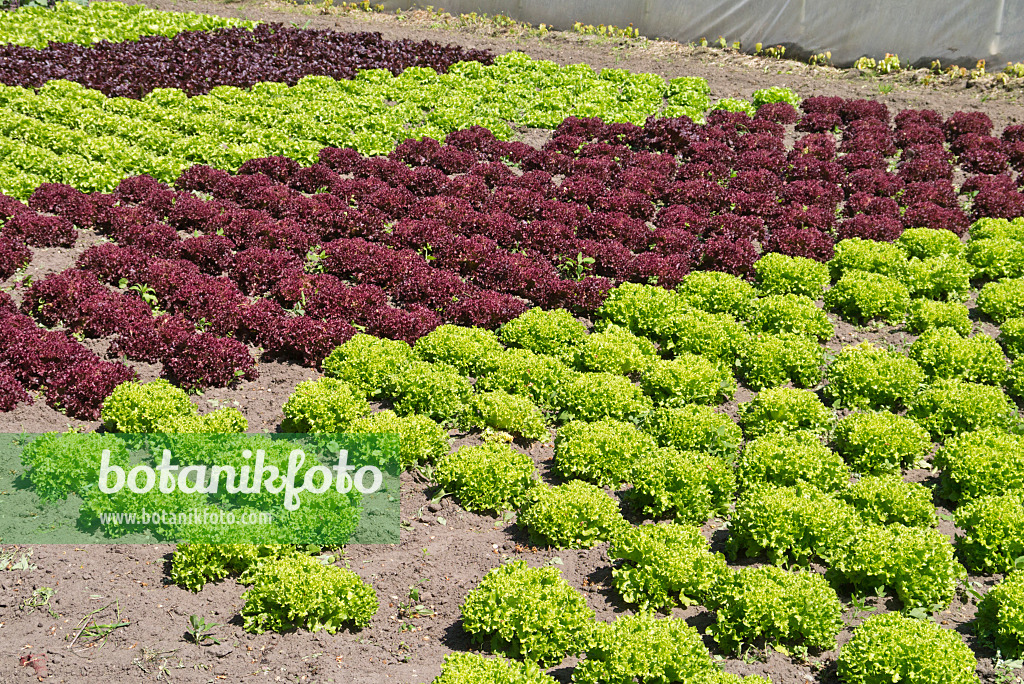 532011 - Loose-leaf lettuce (Lactuca sativa var. crispa 'Lollo Bionda' and Lactuca sativa var. crispa 'Lollo Rosso')