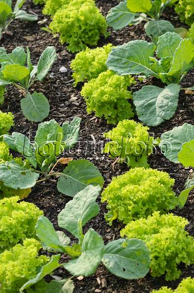 523185 - Loose-leaf lettuce (Lactuca sativa var. crispa) and savoy cabbage (Brassica oleracea var. sabauda)