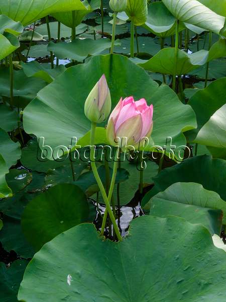 402121 - Lotus flower (Nelumbo nucifera)