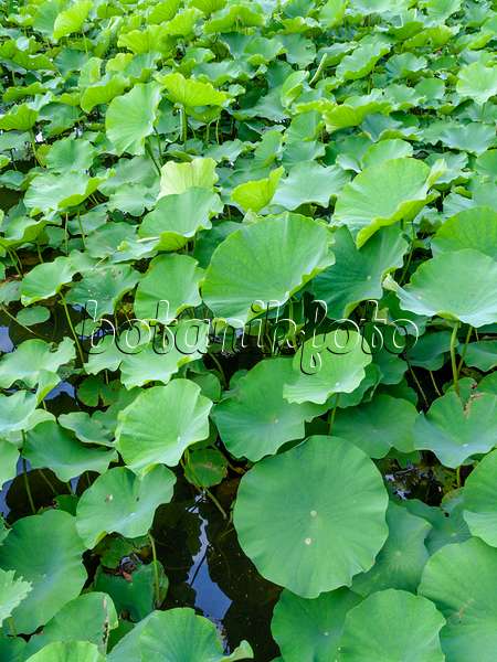 454225 - Lotus flower (Nelumbo nucifera)