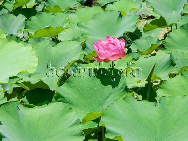 455397 - Lotus flower (Nelumbo nucifera)