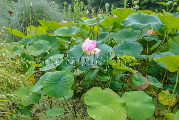 517482 - Lotus flower (Nelumbo nucifera)