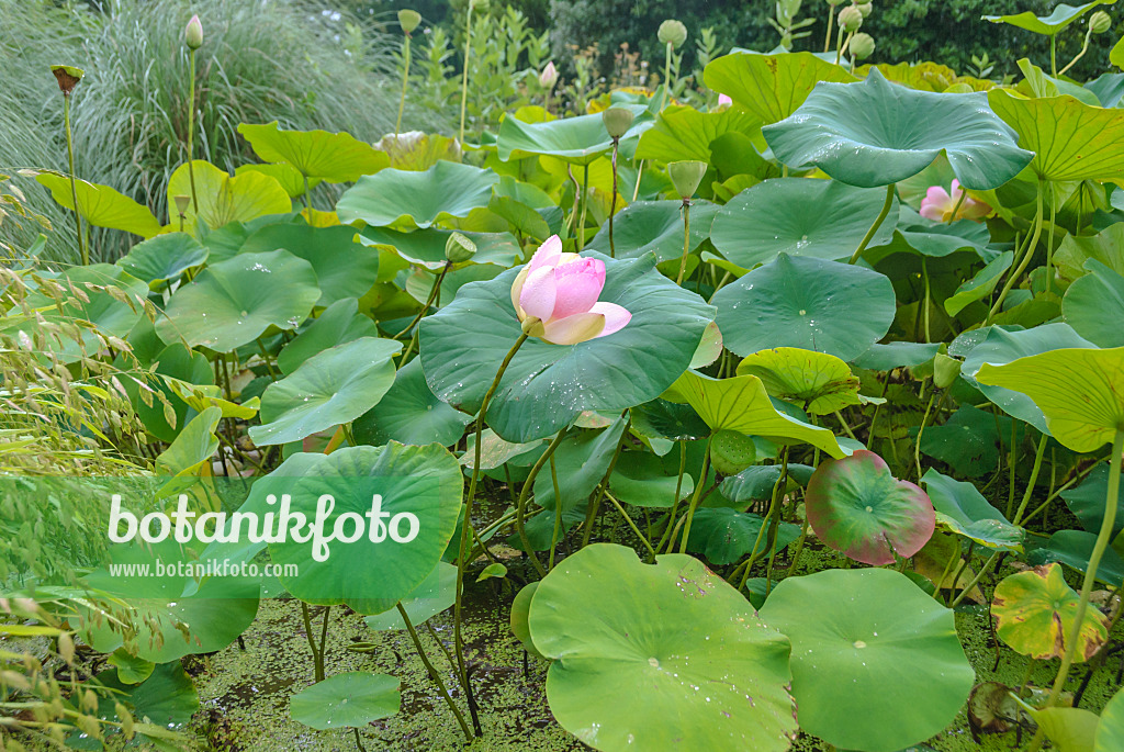 517482 - Lotus flower (Nelumbo nucifera)