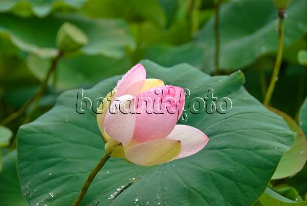 517483 - Lotus flower (Nelumbo nucifera)