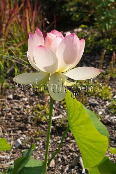 609008 - Lotus flower (Nelumbo nucifera)