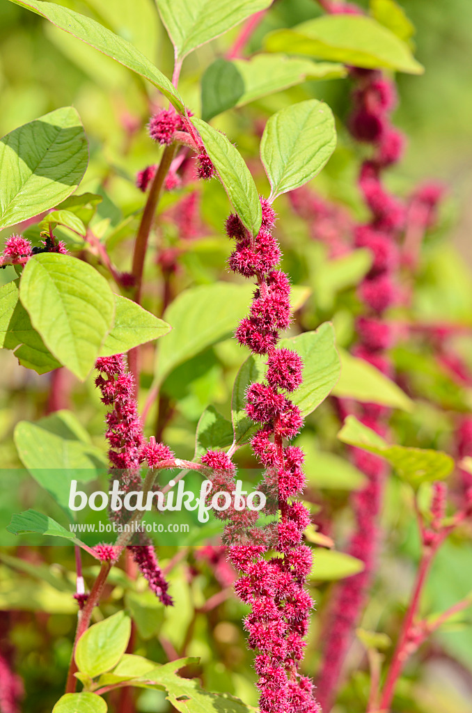 535038 - Love lies bleeding (Amaranthus caudatus)