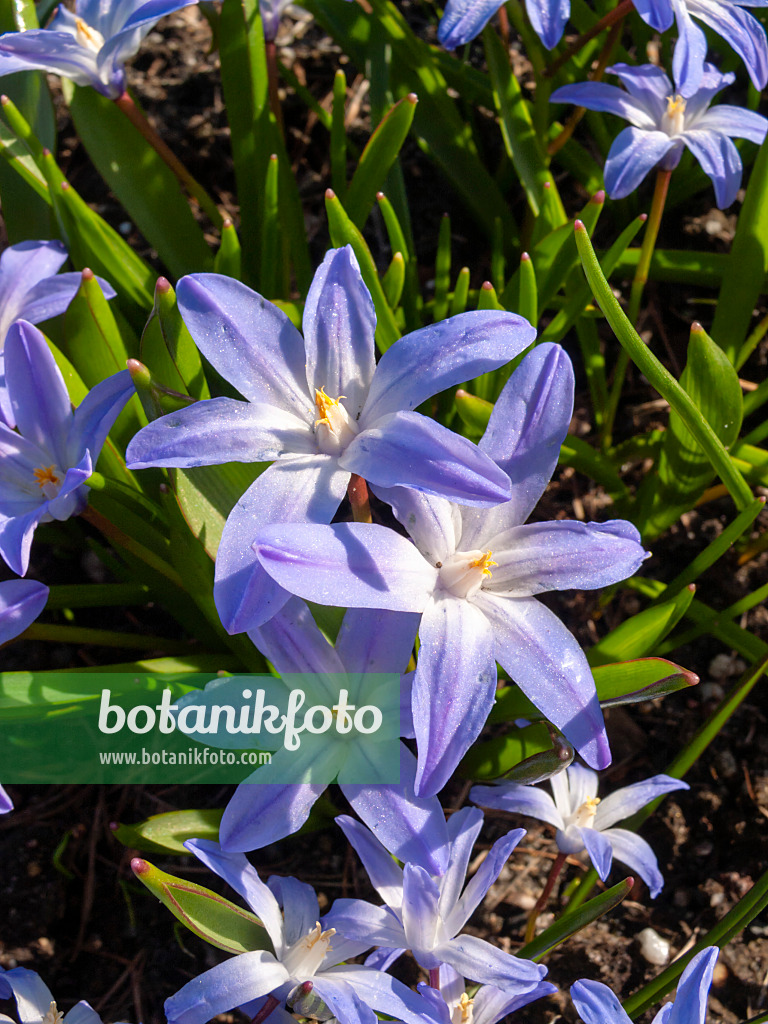 400033 - Lucile's glory of the snow (Chionodoxa luciliae syn. Scilla luciliae)