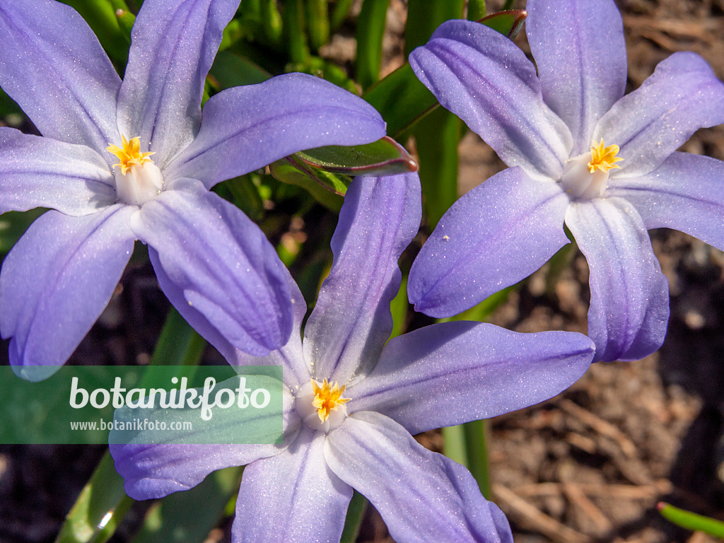 424007 - Lucile's glory of the snow (Chionodoxa luciliae syn. Scilla luciliae)