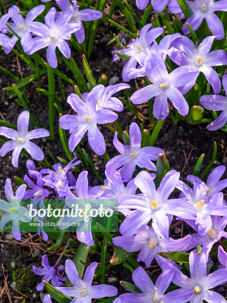 436211 - Lucile's glory of the snow (Chionodoxa luciliae syn. Scilla luciliae)